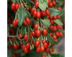 Klimplant Lycium barbarum 'Instant Succes' (Goji-bes)