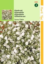 2 stuks - Hortitops - Gypsophila Paniculata Snow Flake Dubbel. Wit