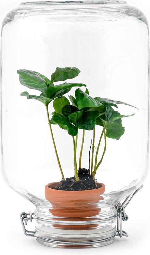 Foto: Planten terrarium easyplant coffea 28 cm ecosysteem plant plant in fles mini ecosysteem