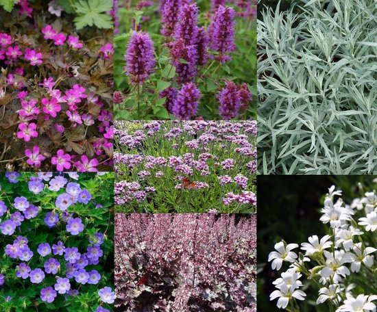 Borderpakket zeer lange bloeiers 23 planten (3,5m2) P9 Pot (9x9x10)