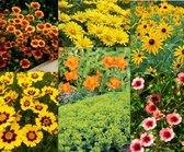 Borderpakket zomers geel/oranje 24 planten (3,5m2) P9 Pot (9x9x10)