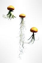 3 verschillende Jelly-fish luchtplantjes met goudkleurige zee-egels/kwalletjes/luchtplantjes/Tillandsia/hangplanten/handgemaakt