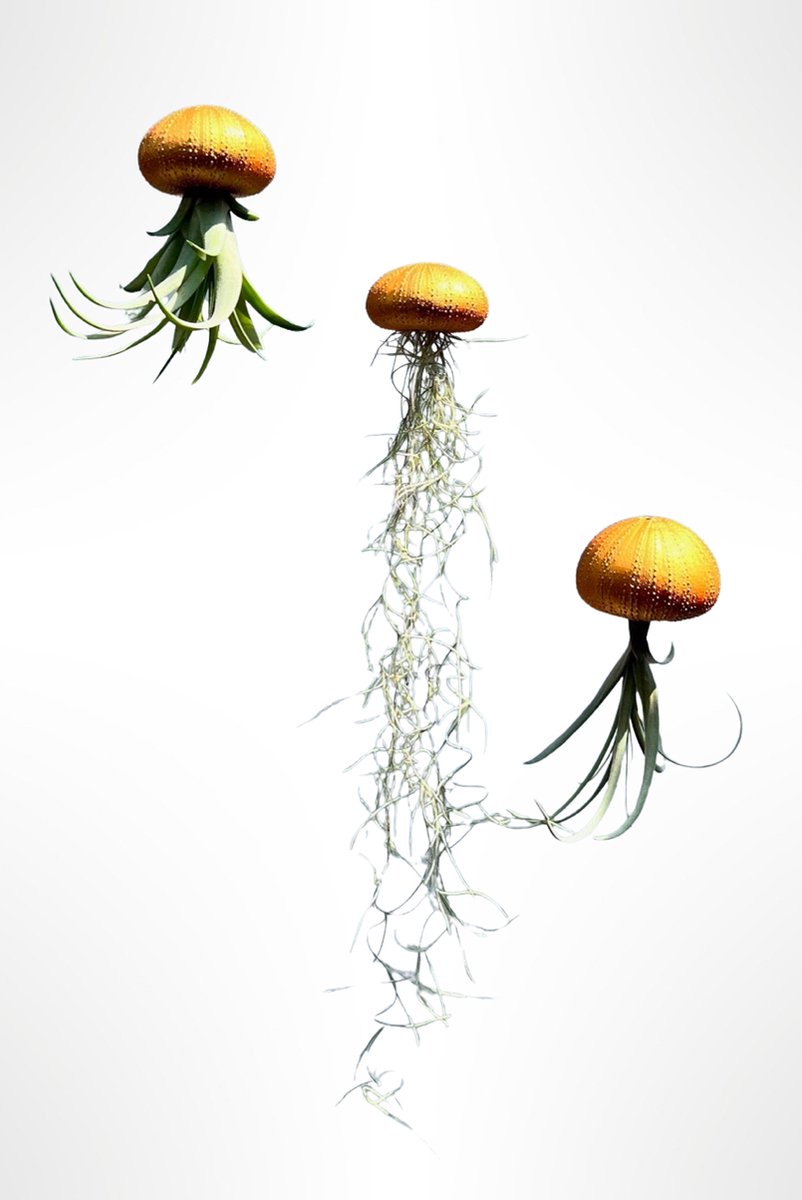 3 verschillende Jelly-fish luchtplantjes met goudkleurige zee-egels/kwalletjes/luchtplantjes/Tillandsia/hangplanten/handgemaakt