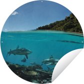 Tuincirkel Koraal - Haaien - Zee - 60x60 cm - Ronde Tuinposter - Buiten