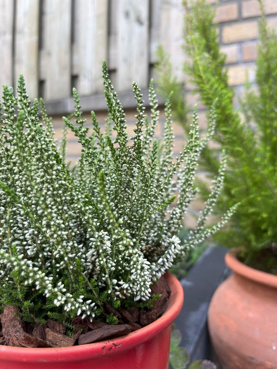 Foto: Zomerheide wit 10 stuks calluna vulgaris helena p10 5 plant tuinplant heide