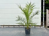 Tropictrees - Palmboom - Phoenix Canariensis - Canarische Dadelpalm - Stamhoogte 5 cm - Hoogte ca. 110 cm