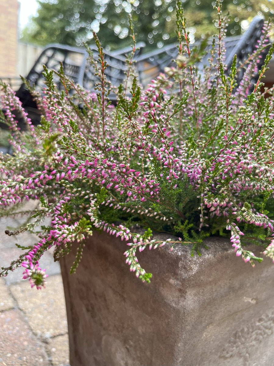 Heide Zomer Paars 6 Stuks Calluna vulgaris 'Marleen' 1.5L Plant Tuinplant