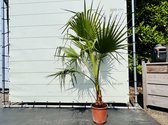 Tropictrees - Palmboom - Washingtonia Robusta - Mexicaanse Waaierpalm - Stamhoogte 20-30 cm - Hoogte ca. 160cm