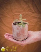 Grow your ownn kweekset - Tanacetum Ptarmiciflorum (Silver Lace Bush) - Kamerplant Kweekset