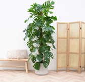 Monstera Deliciosa - 190cm