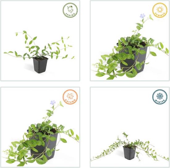 Set de 6 Petites Pervenche - Vinca minor bleu hauteur 15cm taille pot 9cm