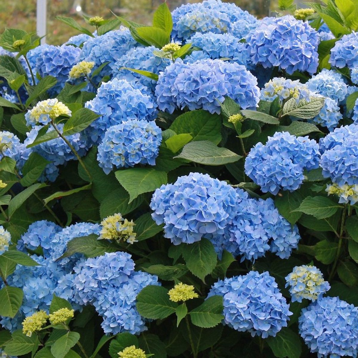 12 x Little Hortensia XS Blauw - Boerenhortensia Winterhard - Hydrangea macrophylla 'Little Blue' in C2(liter) liter pot met hoogte 10-20cm
