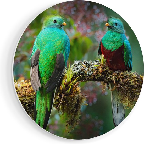 Artaza Forex Muurcirkel Twee Groene Quetzal Vogels Op Een Tak - 70x70 cm - Wandcirkel - Rond Schilderij - Wanddecoratie Cirkel - Muurdecoratie