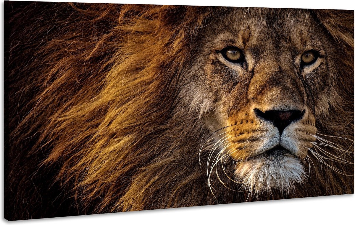 karo-art Schilderij - Leeuw in Close-up, wanddecoratie, Premium Print Multikleur