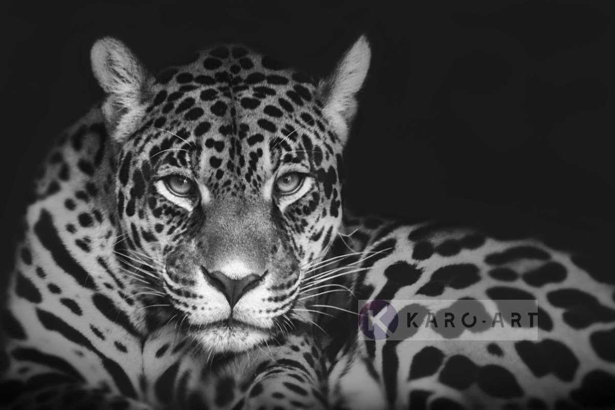 karo-art Afbeelding op acrylglas - Jaguar in zwart en wit Multikleur