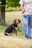 Bruine en zwarte hond zit naast een persoon op het gras, aan een blauwe lijn.