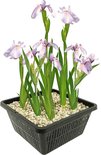 vdvelde.com - Lis Roze - Japanse Wateriris - Iris Laevigata Rose Queen - Iris Bloemen 4 stuks + Vijermand - Winterharde Vijverplanten - Van der Velde Waterplanten