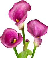 The Bulb Farmers - 10 x Calla 'Purple Splendor' - paars - bloembollen direct van de kweker - voorjaarsbloeier - bolmaat 16-18 (meest geschikte maat voor in de tuin) - Thuiswinkel waarborg