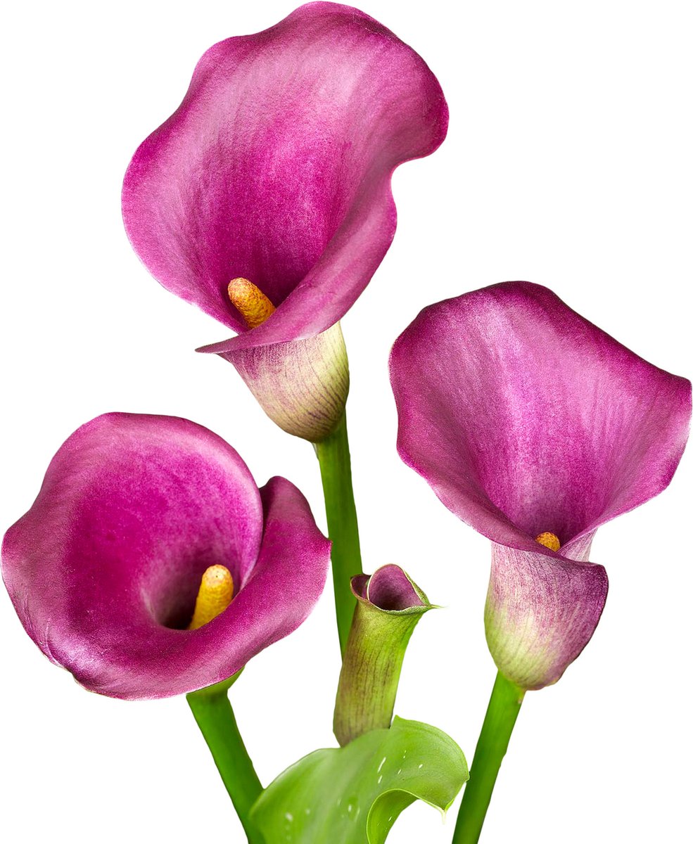 7 x Calla Bollen 'Purple Splendor' | Bloembollen zomerbloeiers | Nederlands gekweekt | Kleurrijk - The Bulb Farmers