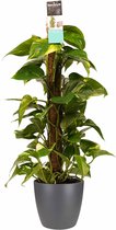 Goed & Groen - Decorum Scindapsus Mosstok 80 cm met Elho brussels antracite - ↨ 80cm - Potmaat 19 - Exclusieve Kwaliteit Planten - Kamer Plant - Kamerplanten - Sfeer - Interieur