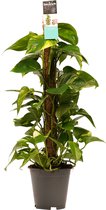 Goed & Groen - Decorum Scindapsus Mosstok 80 cm - ↨ 80cm - Potmaat 19 - Exclusieve Kwaliteit Planten - Kamer Plant - Kamerplanten - Sfeer - Interieur