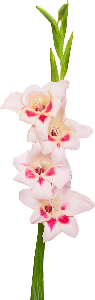 Gladiolenbollen 60 x 'Elvira' - The Bulb Farmers - Zomer - NL gekweekt - Gladiolen Bollen - Bloembollen