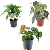 Groen mix 3 planten - Monstera obliqua 'Monkey Leaf' - 25 cm - ø12 - Philodendron Brandtianum - 35 cm - ø12 - Anthurium Chrystallium - 35 cm - ø12