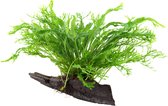 AQUAlook Driftwood met Microsorum Specie | Small Waterplant