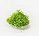 AQUAlook Utricularia mos | Grasachtige Blaasjeskruid | in 80 cc cup Waterplant
