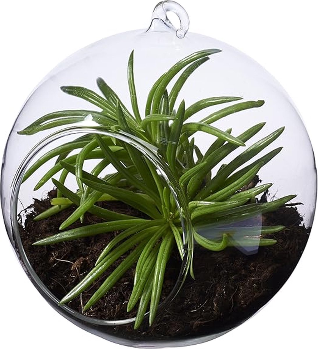 Seasons Sphere Terrarium Plant - Glazen Bol - 10 cm