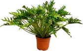 NatureNest - Gatenplant - Philodendron Xanadu - 1 Stuk - 100cm