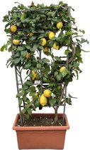 NatureNest - Limoenboom op rek - Citrus Lemon - 1 Stuk - 160cm