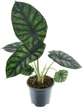 Trendyplants special - Alocasia Dragon Scale - Kamerplant - Hoogte 20-40 cm - Potmaat Ø14cm