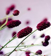 Fotobehang - Floral Violet 225x250cm - Vliesbehang