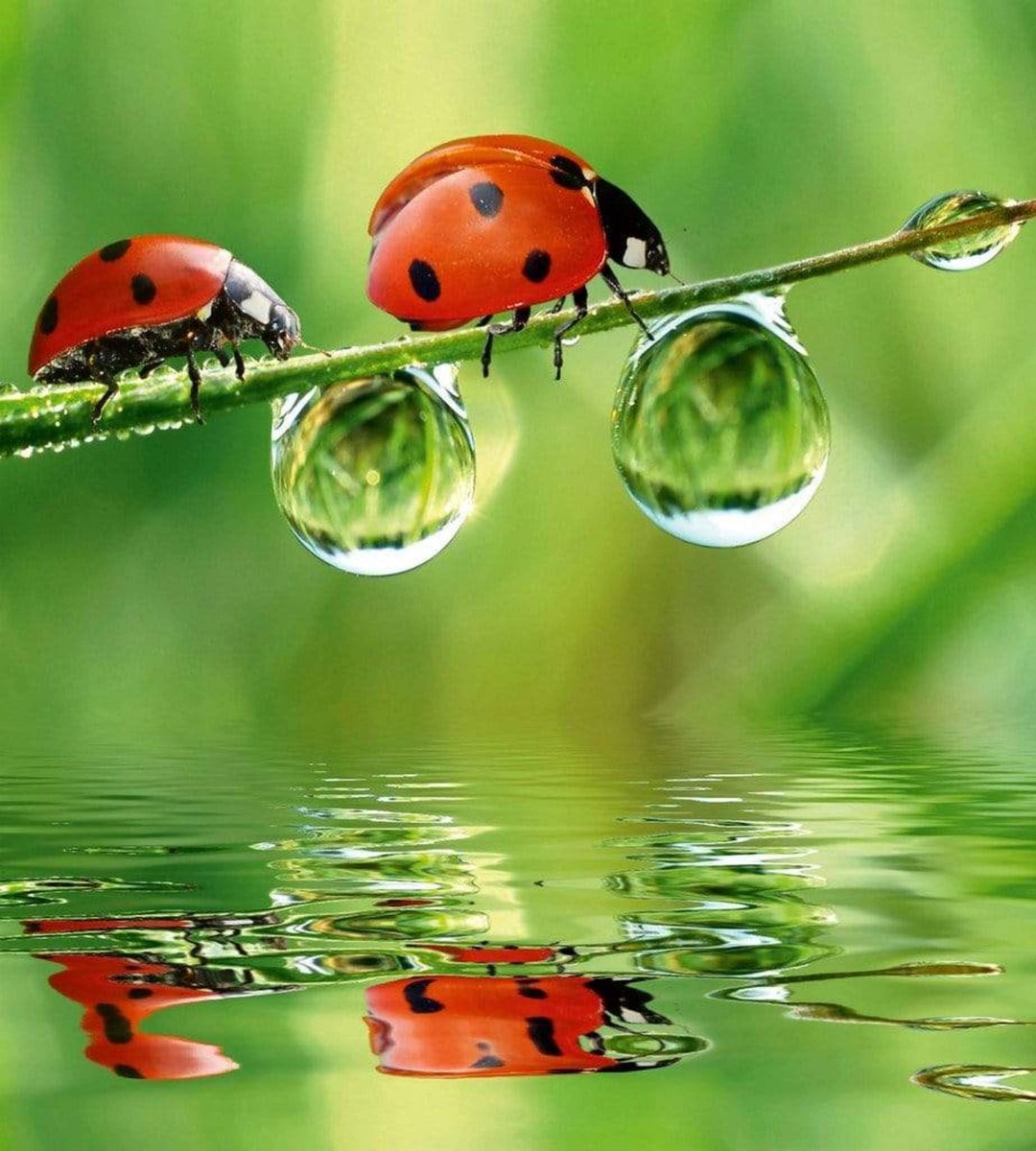 Fotobehang - Ladybird 225x250cm - Vliesbehang