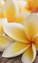 Fotobehang - Plumeria 150x250cm - Vliesbehang