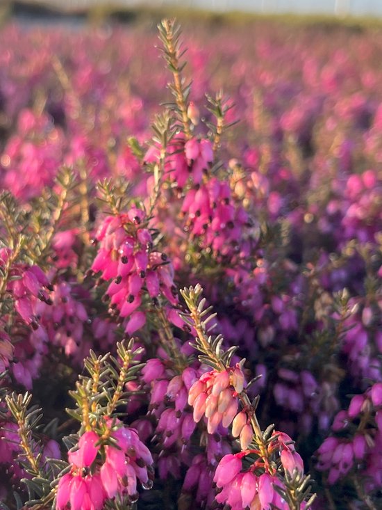 Foto: Winterheide paars 10 stuks erica carnea james backhouse p9 5 plant tuinplant heide