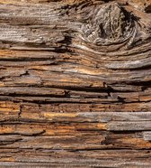 Fotobehang - Tree Bark 225x250cm - Vliesbehang