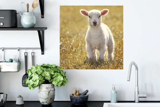 Affiche Agneau - Herbe - Soleil - 50x50 cm