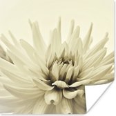 Poster Witte dahlia bloem sepia fotoprint - 75x75 cm