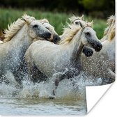Poster Paarden - Water - Natuur - 50x50 cm
