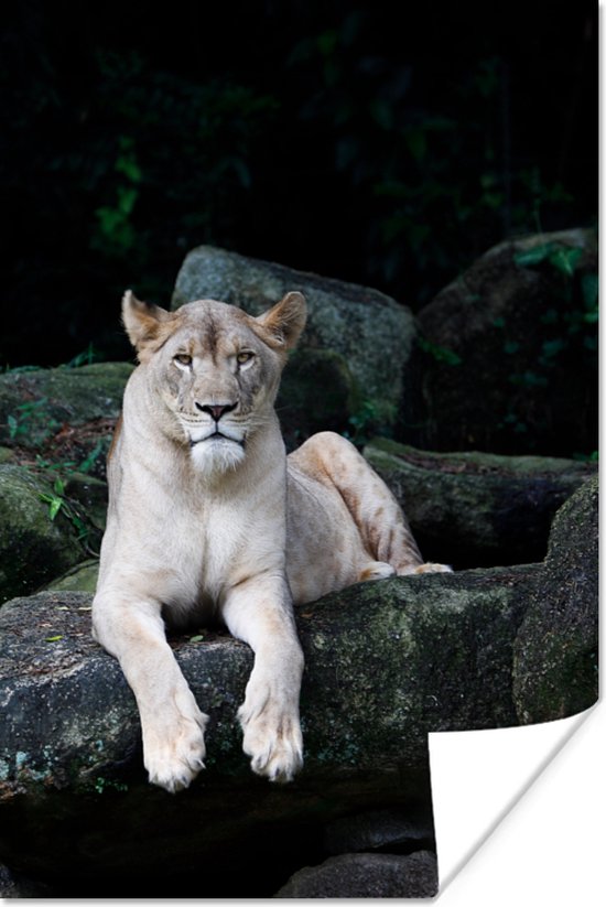 Leeuwin portret Poster 120x180 cm - Foto print op Poster (wanddecoratie woonkamer / slaapkamer) / Wilde dieren Poster XXL / Groot formaat!