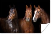 Poster Paarden - Dieren - Zwart - Portret - 60x40 cm