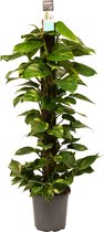 Groene plant – Drakenklimop (Scindapsus Aureum) – Hoogte: 120 cm – van Botanicly