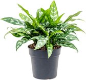 Groene plant – Epipremnum (Aglaonema Maria) – Hoogte: 50 cm – van Botanicly