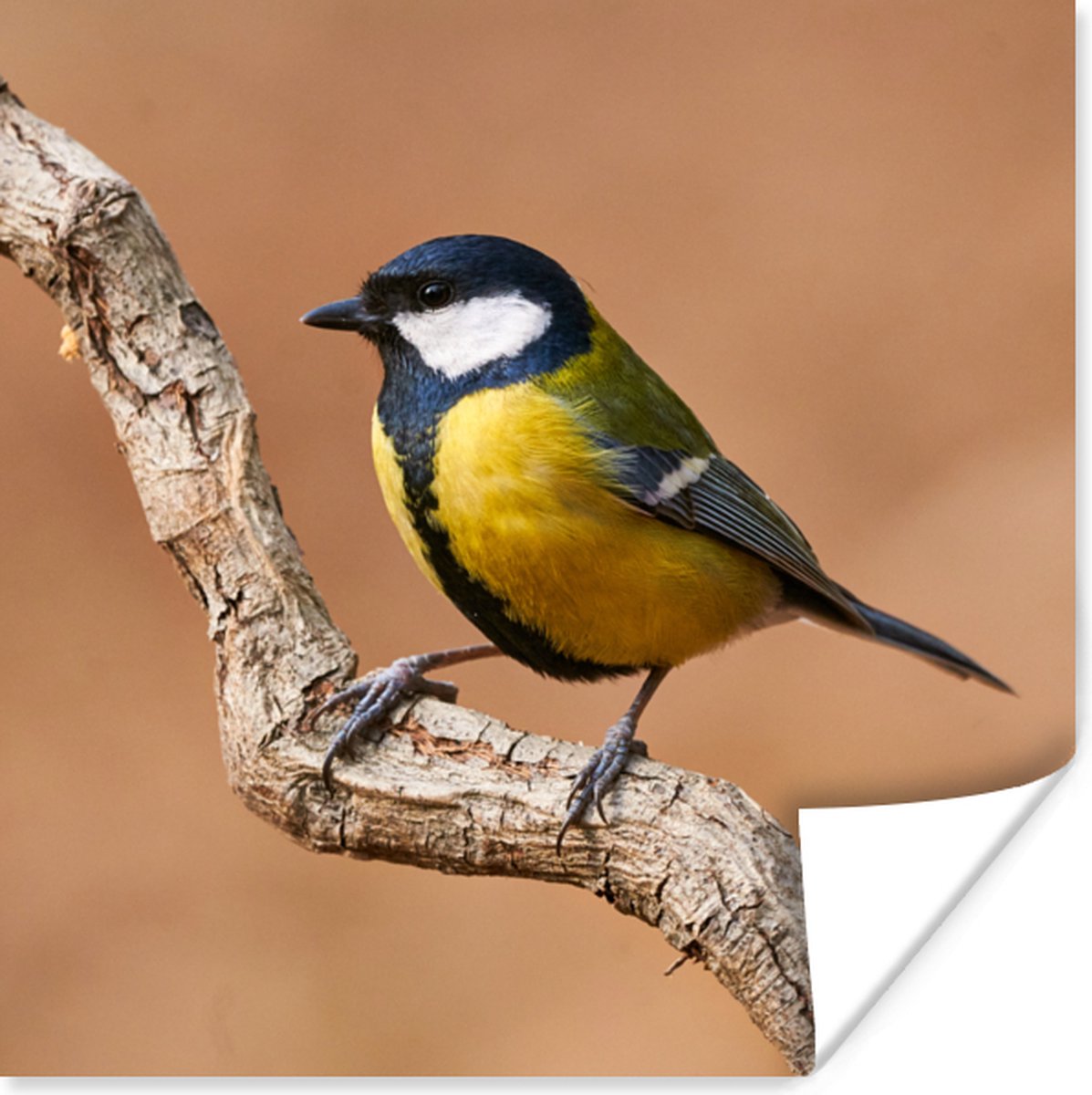 Poster Vogel - Koolmees - Takken - 75x75 cm