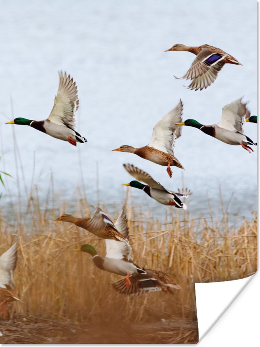 Poster Eend - Vogel - Riet - Water - Eenden - 120x160 cm XXL