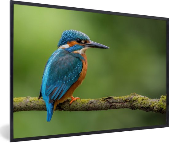 Poster - Fotolijst - IJsvogel - Tak - Mos - Vogel - 30x20 cm - Posterlijst - Poster vogels - Foto in lijst - Kamer decoratie - Poster natuur - Kader