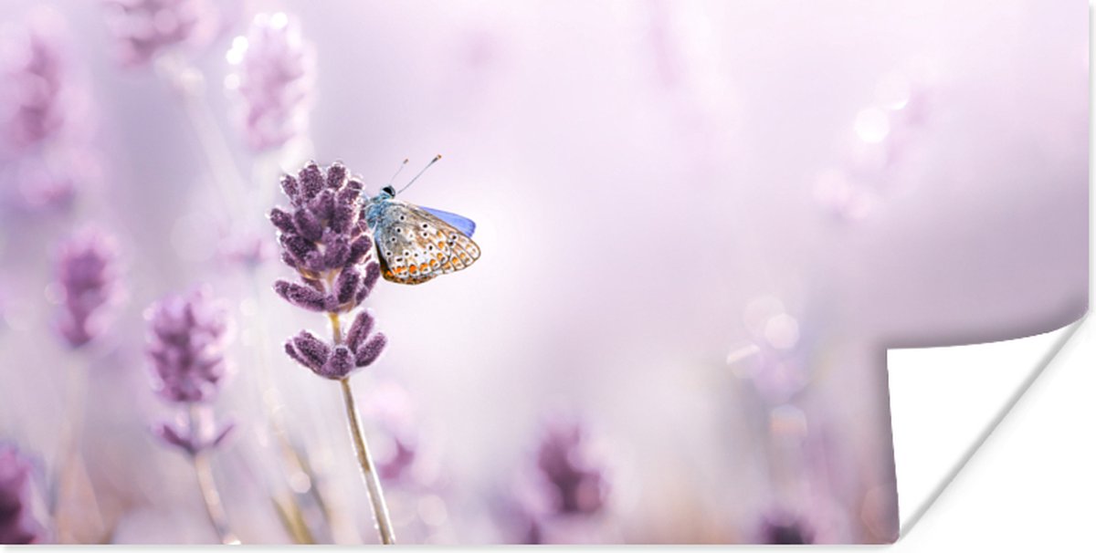 Poster Lavendel - Vlinder - Close-up - Paars - 150x75 cm