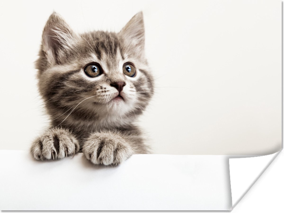 Poster Poes - Grijs - Dieren - 40x30 cm